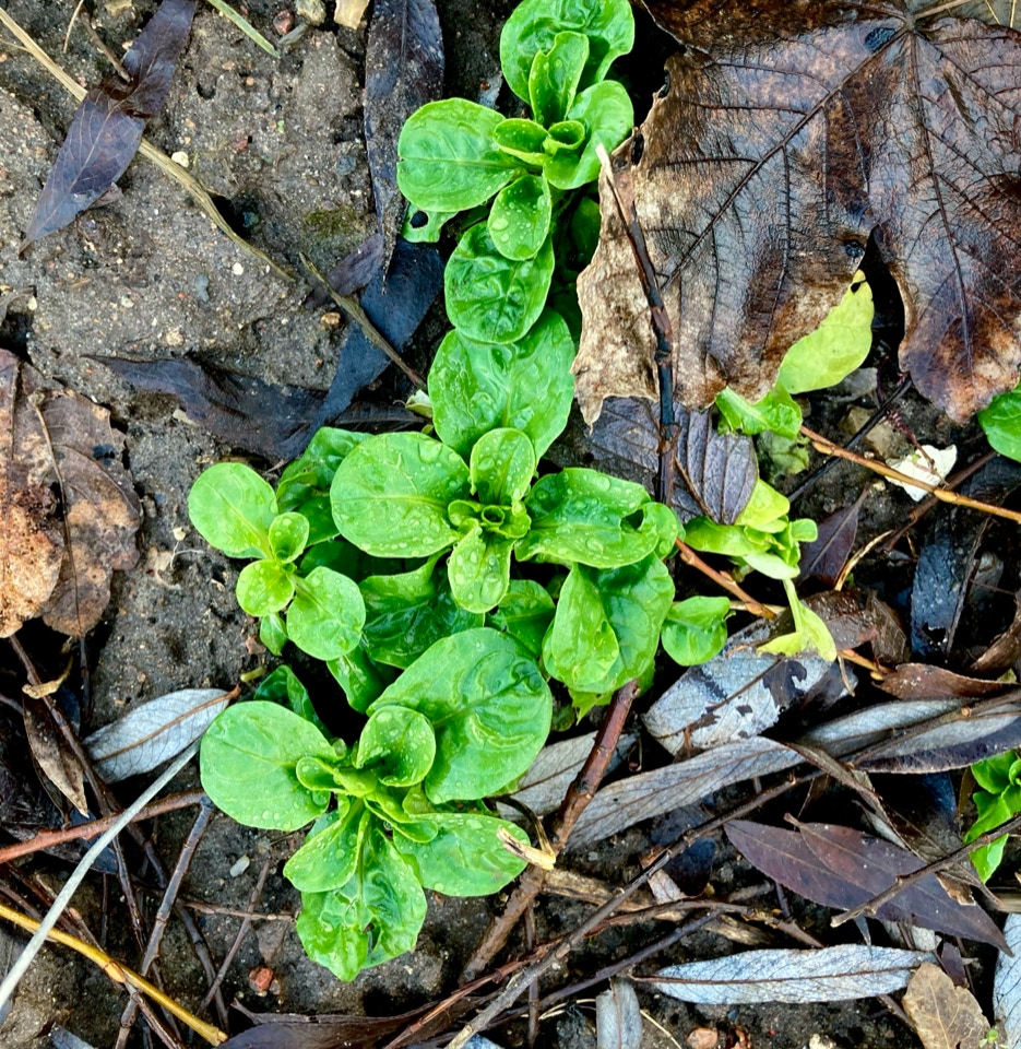 feldsalat, lamb's lettuce, Valerianella locusta