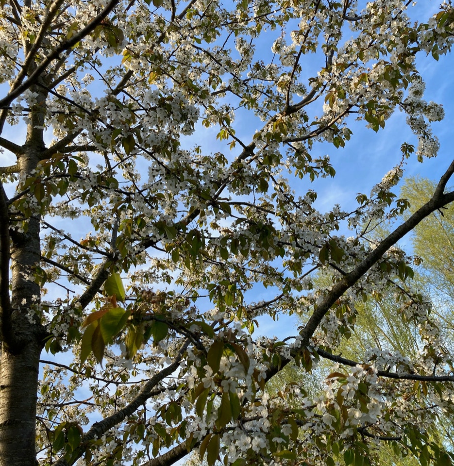 Kirsebaertrae cherry tree flowers