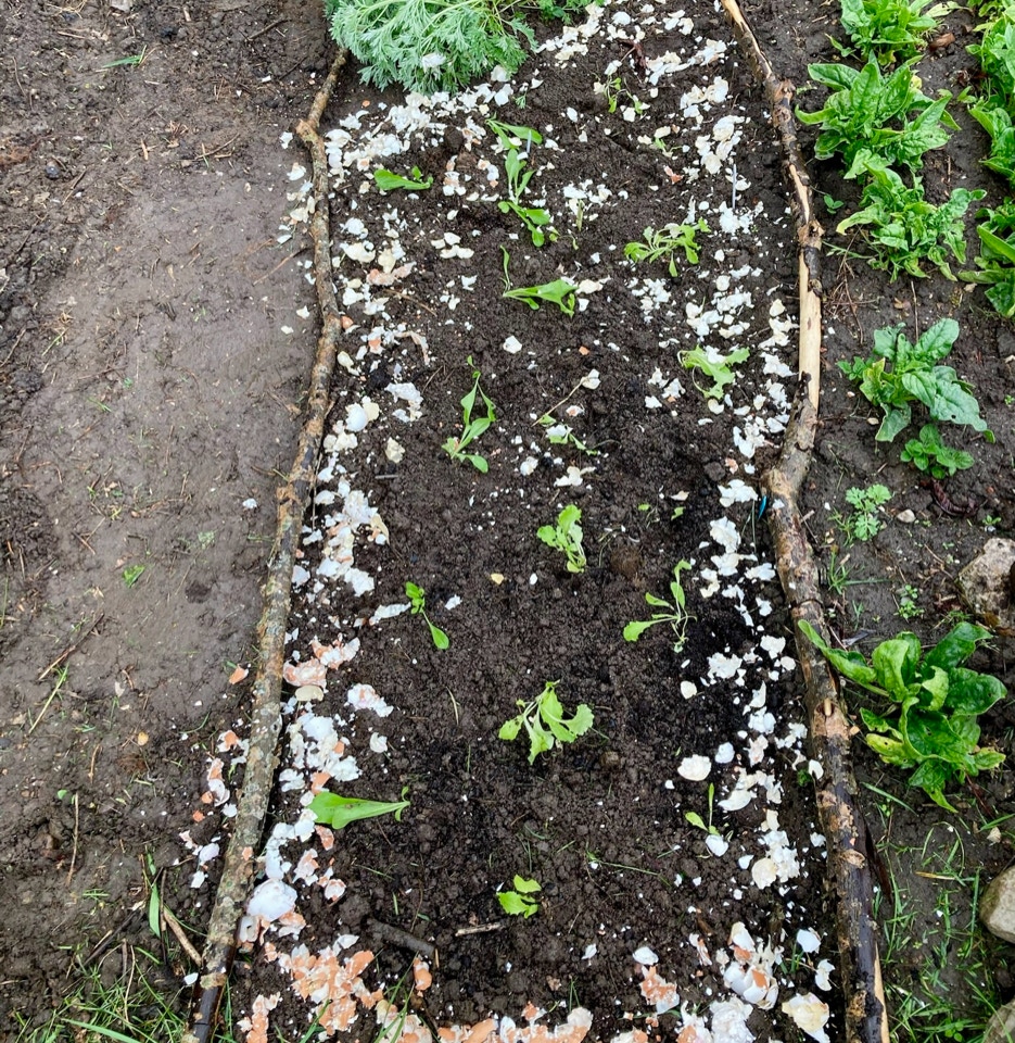 Ukraine lettuce Radicchio salat