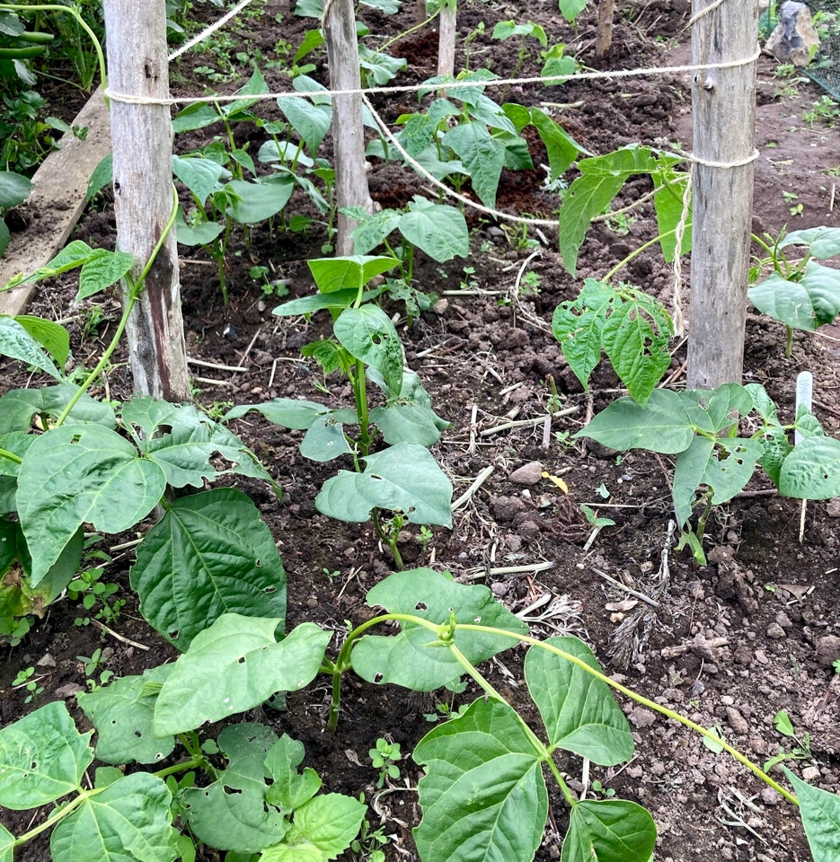 stangboenner pole beans