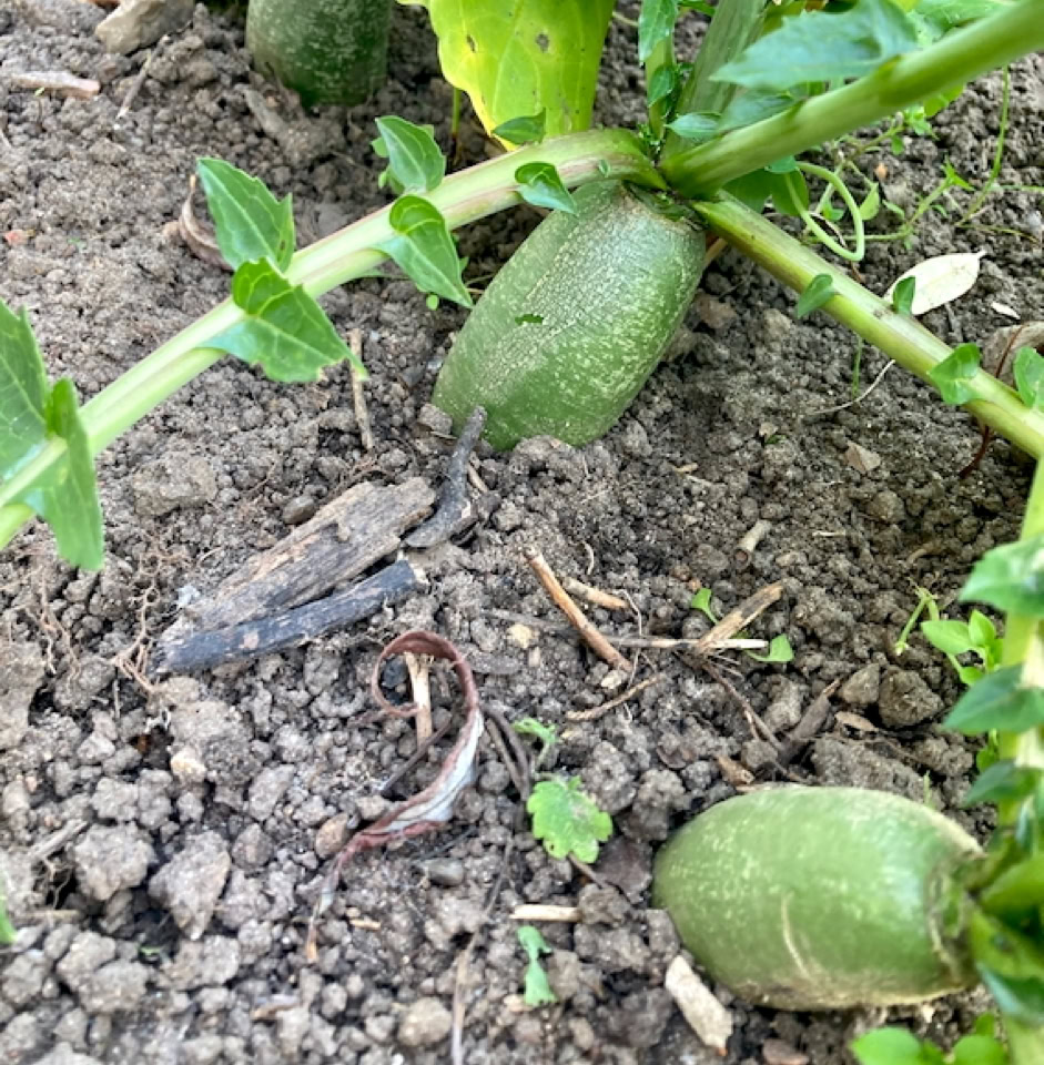 Luobo Green Radish - Зелена редька