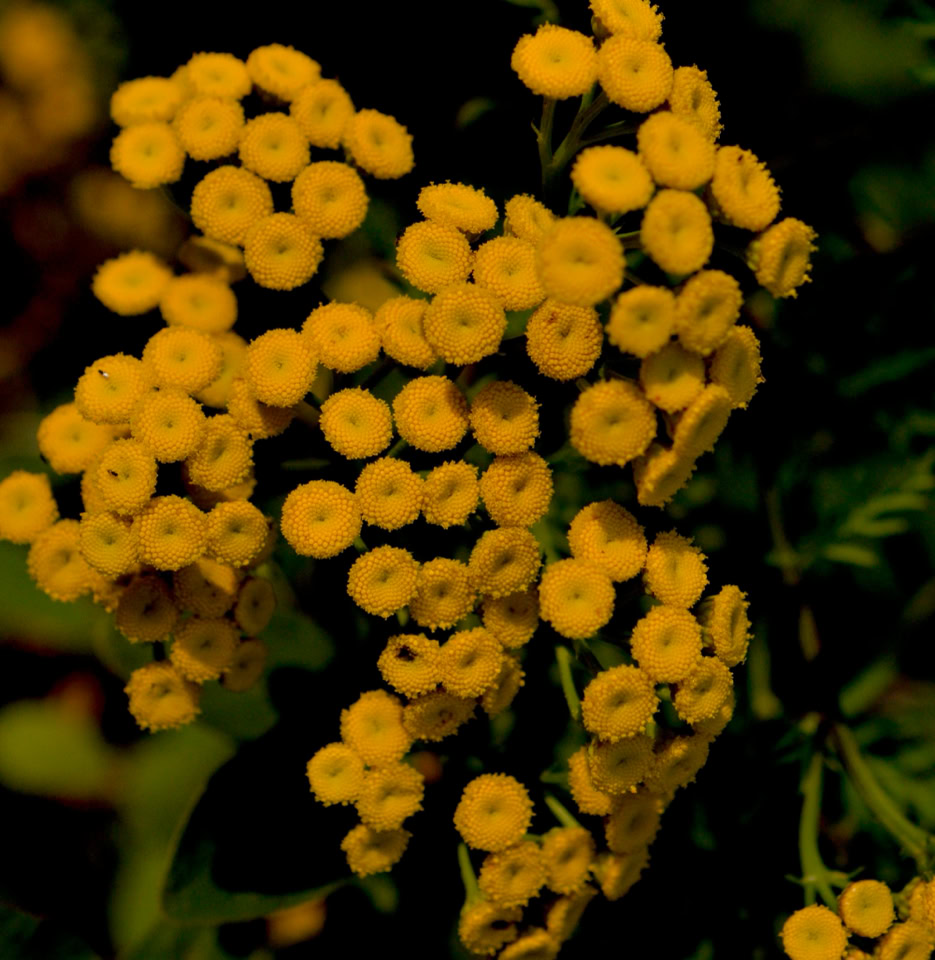 Tansy rejsfang