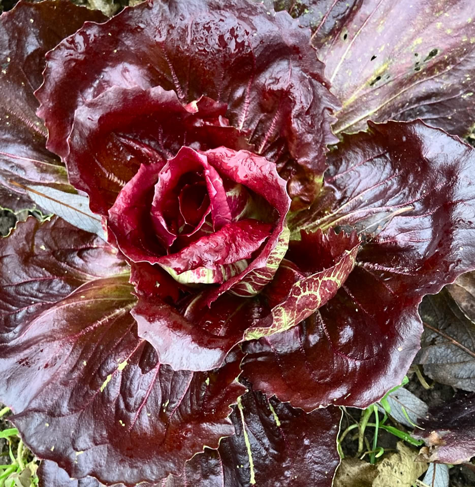 Palla Rossa radicchio - Салат радиккіо