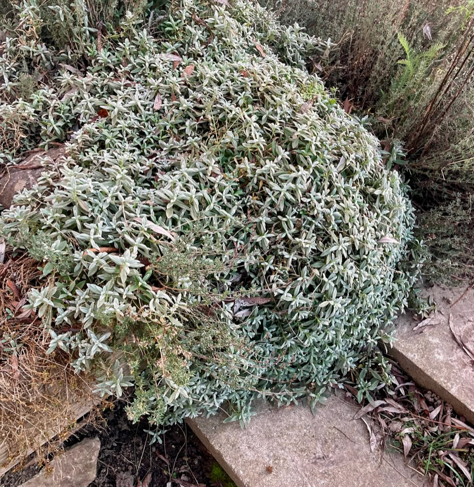 Snow in summer - Cerastium tomentosum