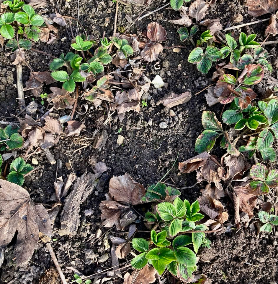 Organic strawberry plants - Полуничне грядка