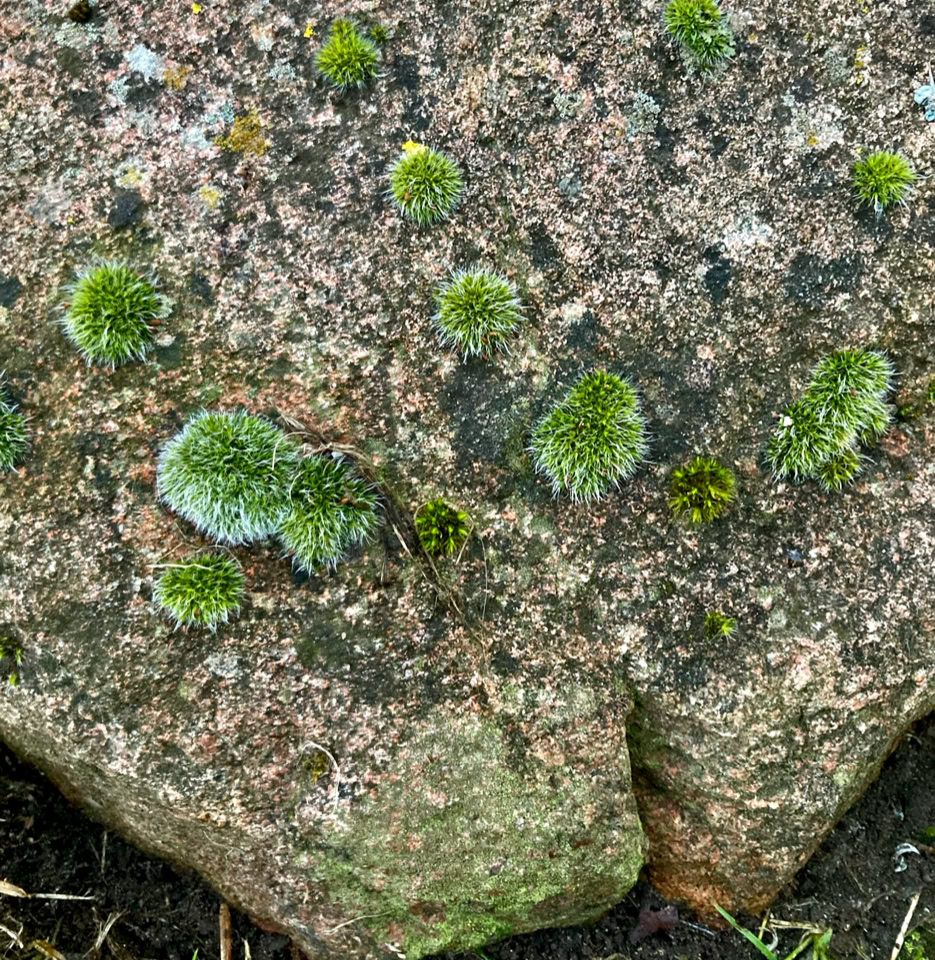 sten med mos stone moss