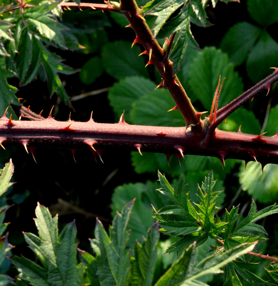 thorns blacberries brombaer torne