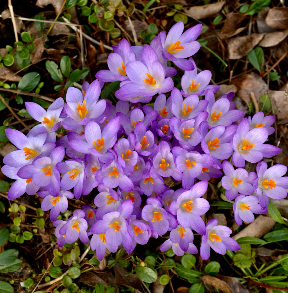 Purple crocuses - Фіолетові крокуси
