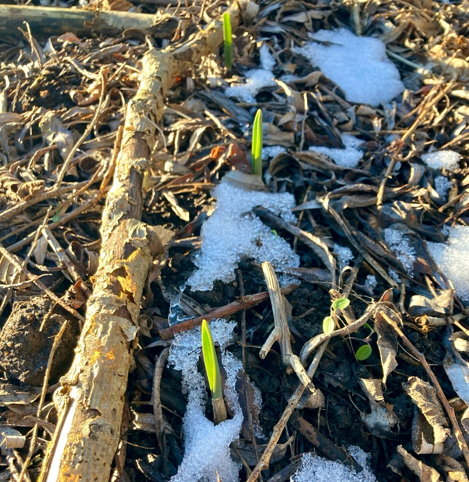 Garlic germinating - Часник «Любаша» добре сходить  