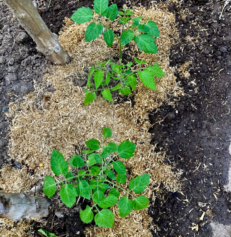 Blommetomat - рослини помідорів сливи  