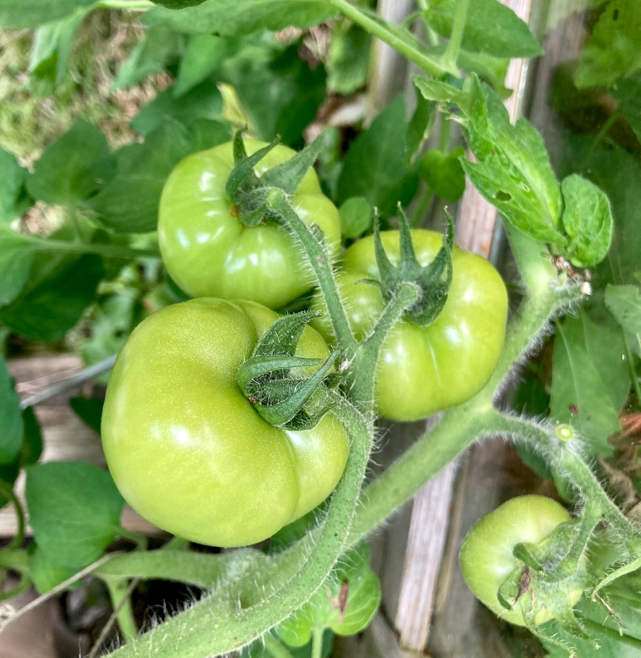 Ukrainian tomato 'Sanka' - Український помідор, 'Санька'