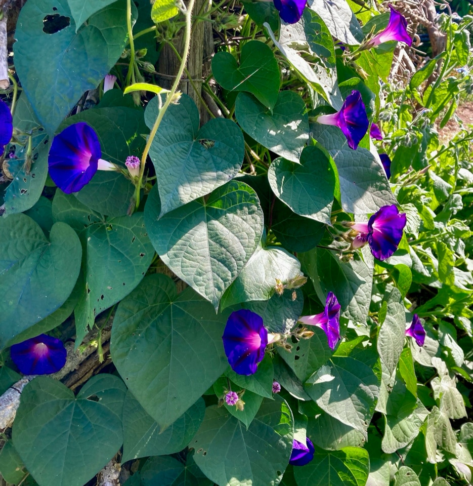   Pragtsnerle naturhegn — Іпомея природі паркан  