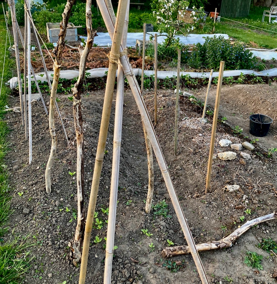 Bønnestativ Bean poles