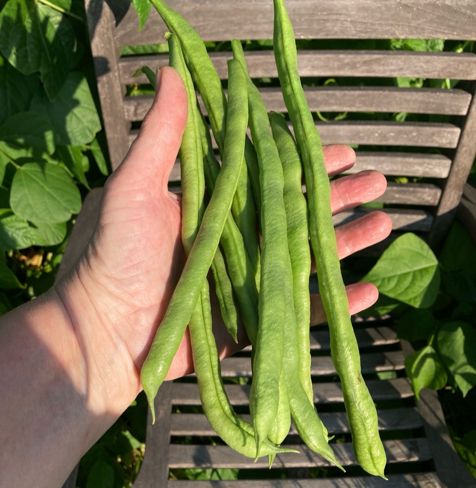 stangbønner green beans turkish