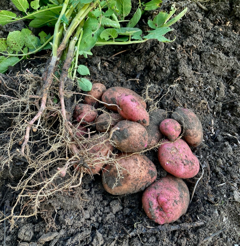 Sarpo Mira kartofler potatoes