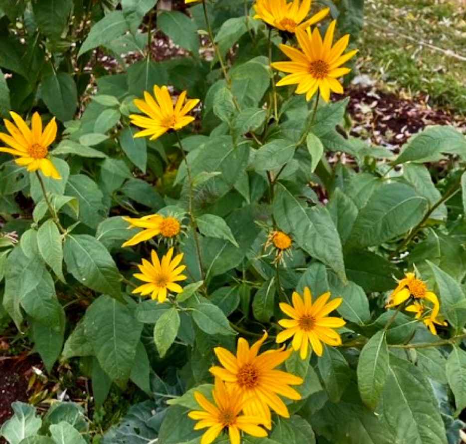   Asparges-jordskokker, Helinathus Tuberosus, sunchokes, jerusalem artichokes   