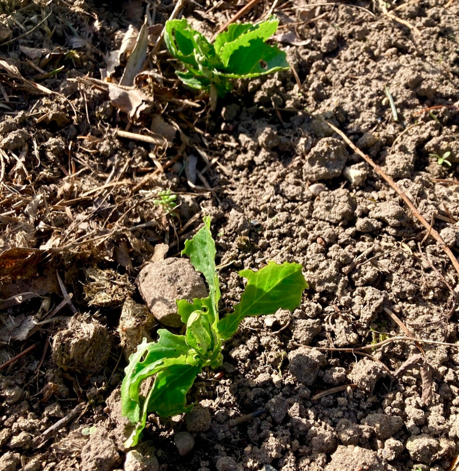 broad beans hestebønne April 2024
