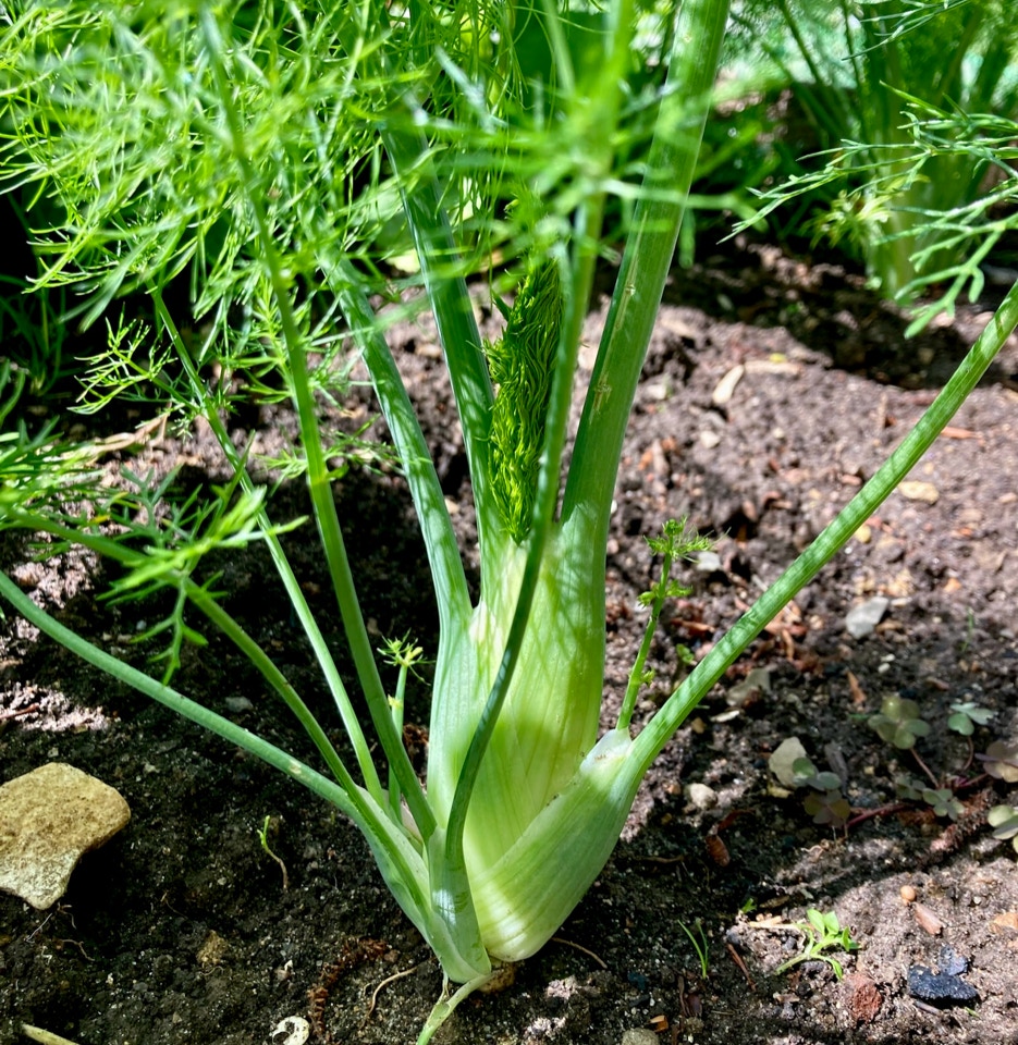 fennikel organic fennel Foeniculum vulgare