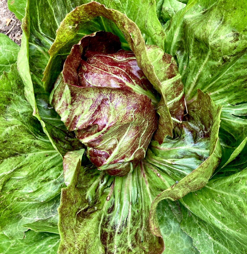 Radicchio Palla Rossa