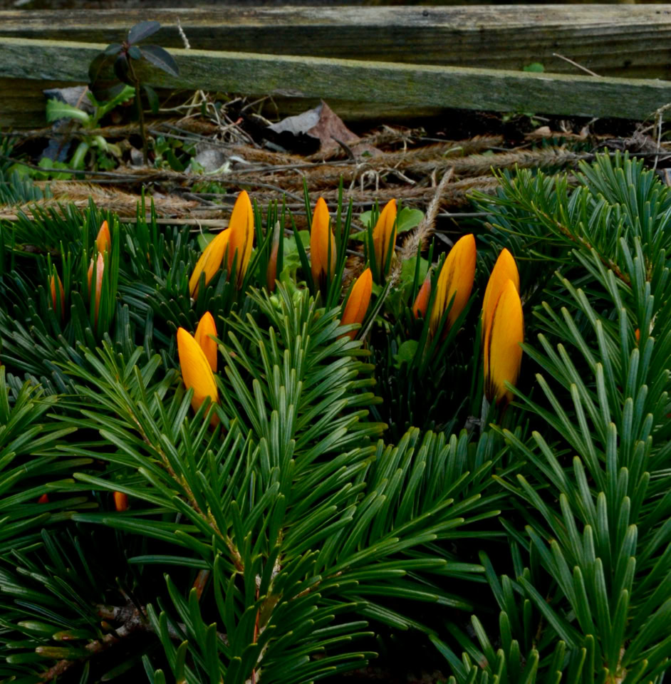 Yellow crocuses - Жовті крокуси