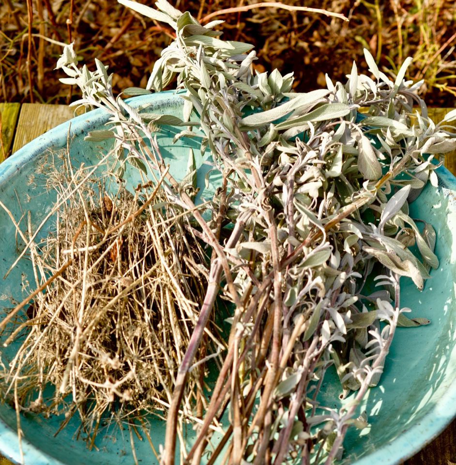 Pruning Sage - Обрізка шавлії