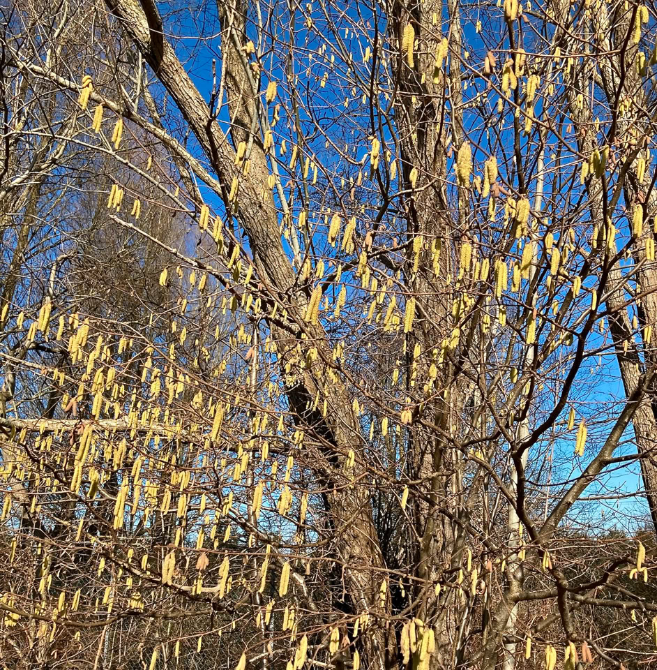 Hazel catkins - Ліщинові сережки 