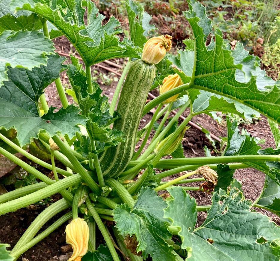 Cocozelle squash - Гарбуз Кокозелле -
