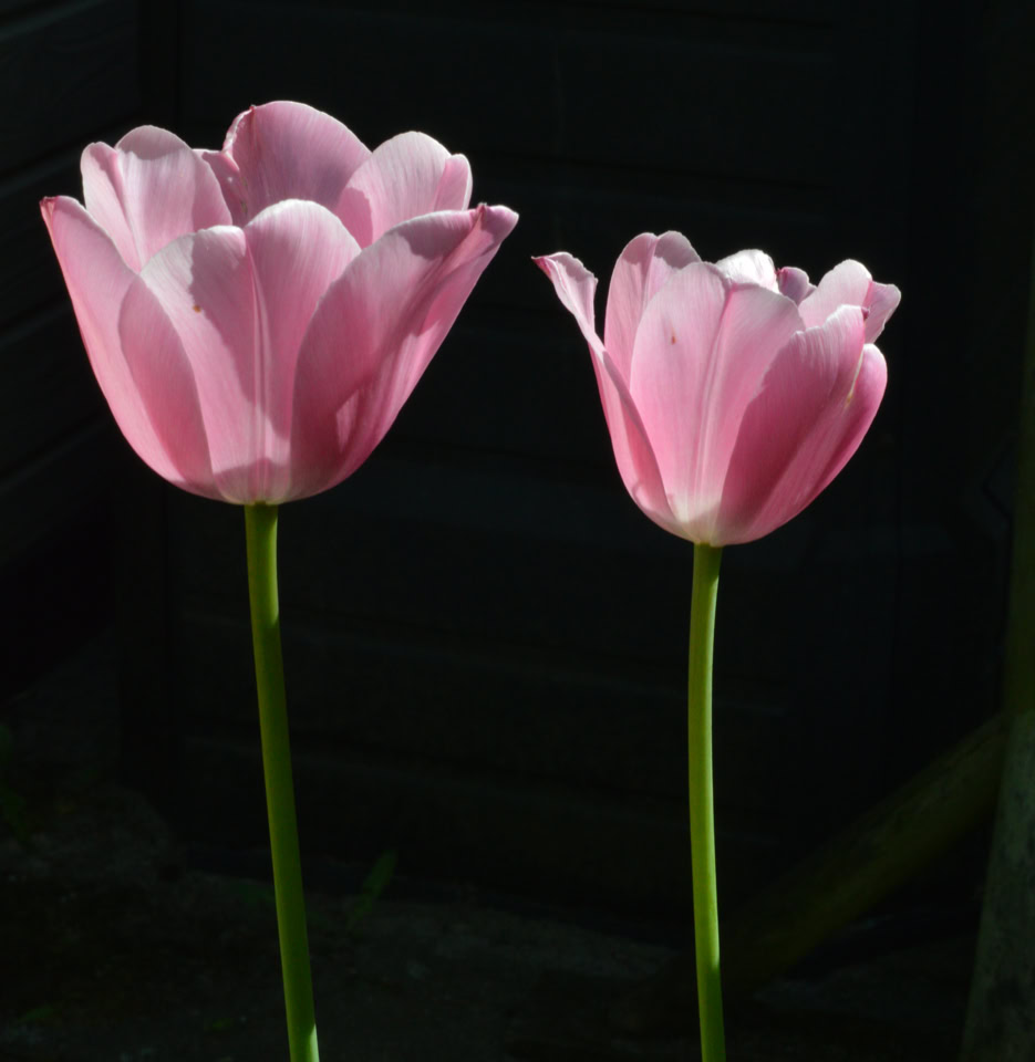 Pink tulipaner tulips