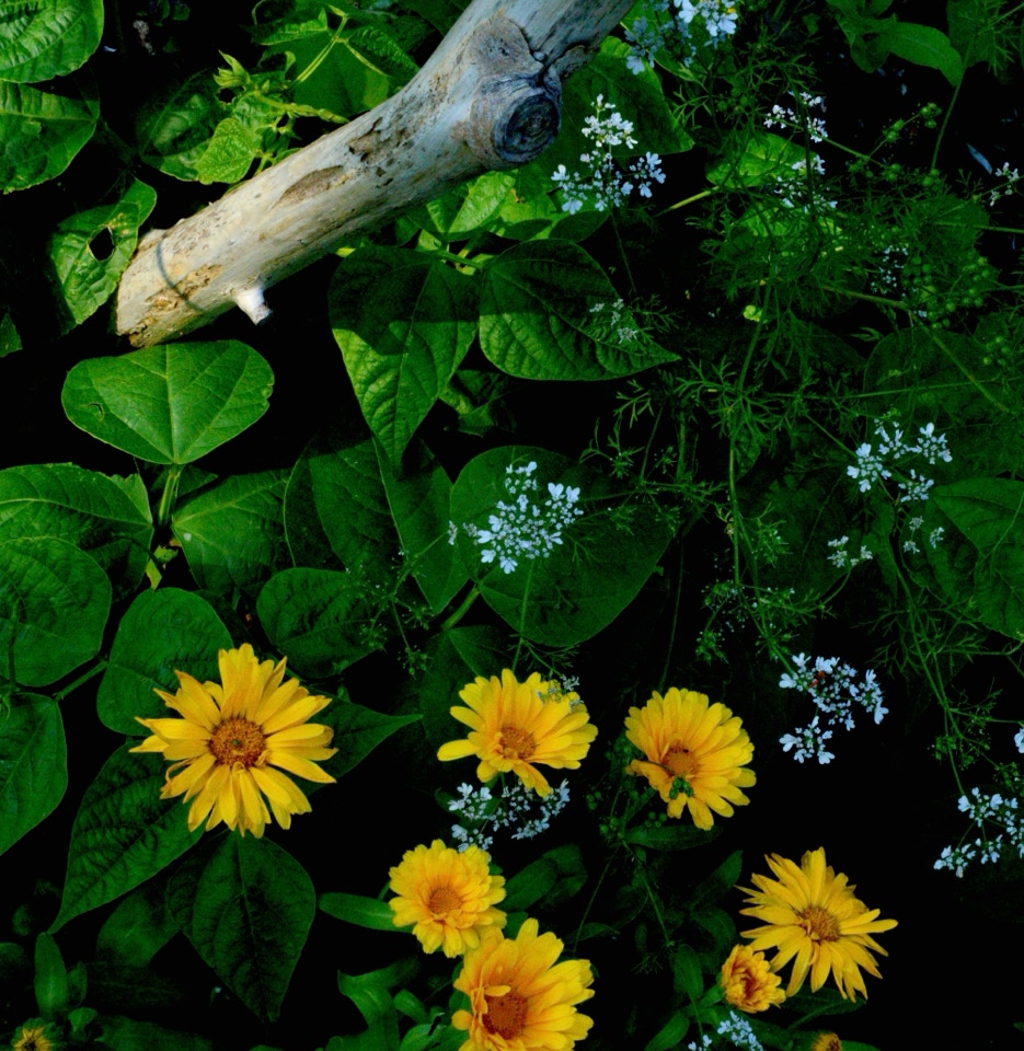 bush beans calendulas coriander