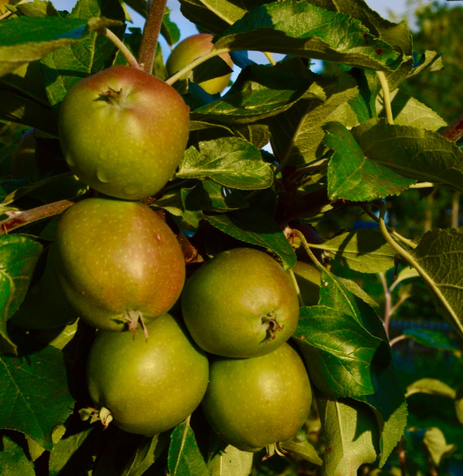 Pigeon aebler apples