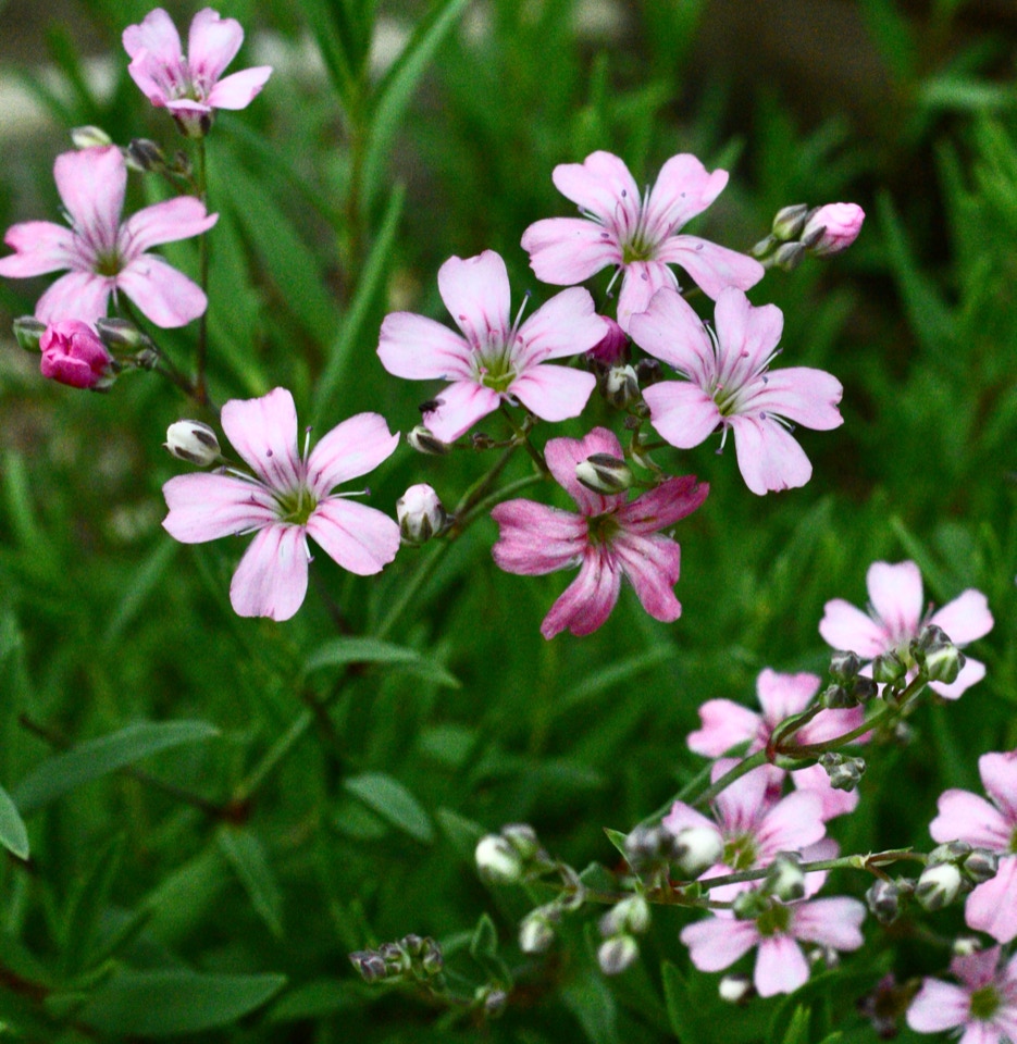 Gypsophila repens ‘Rosea’