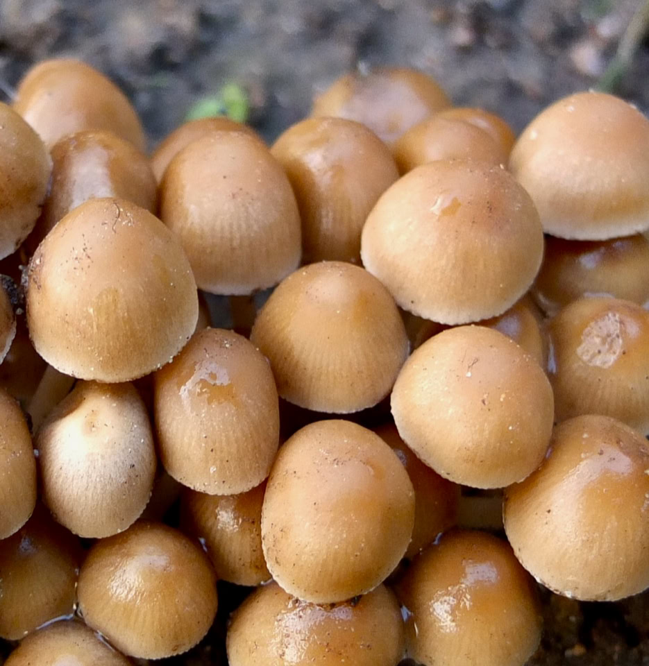 Mushrooms 