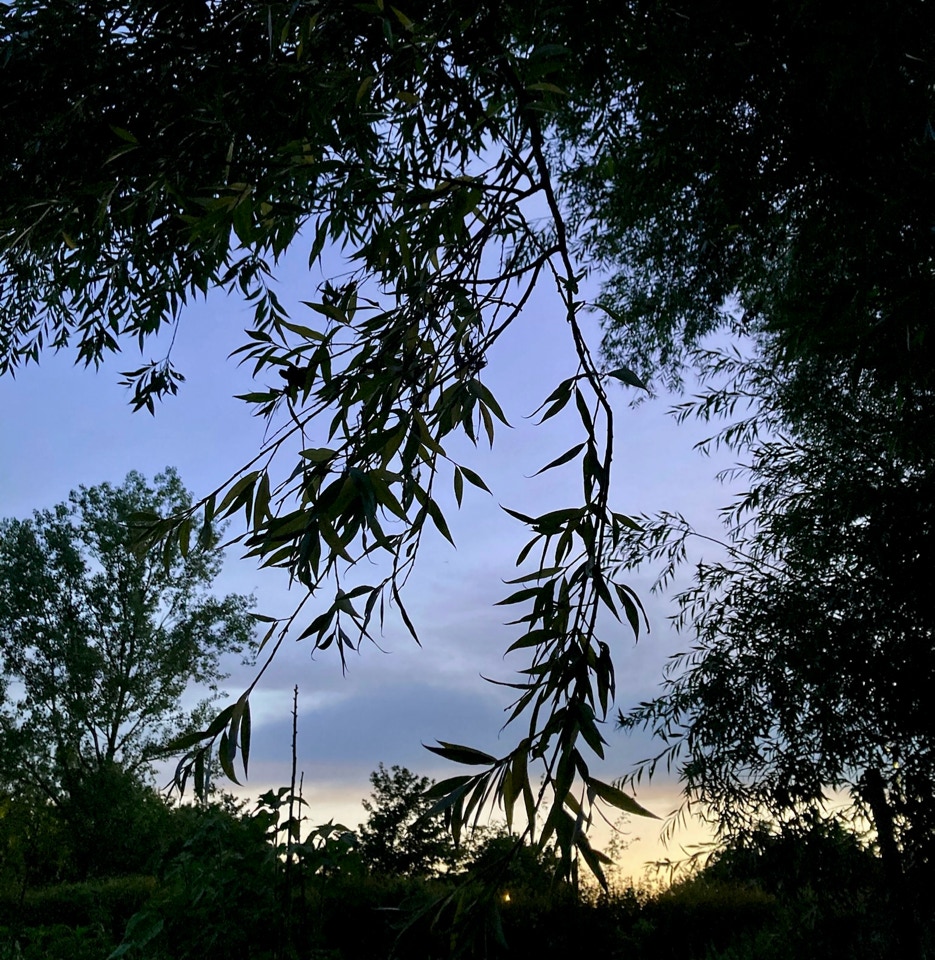 Pile mangrove salix willow