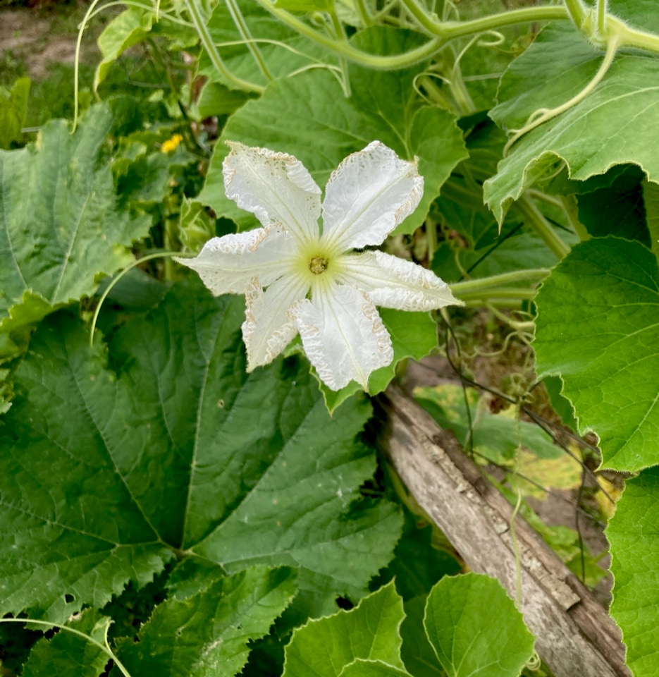 Calabas squash Haylan love ukraine