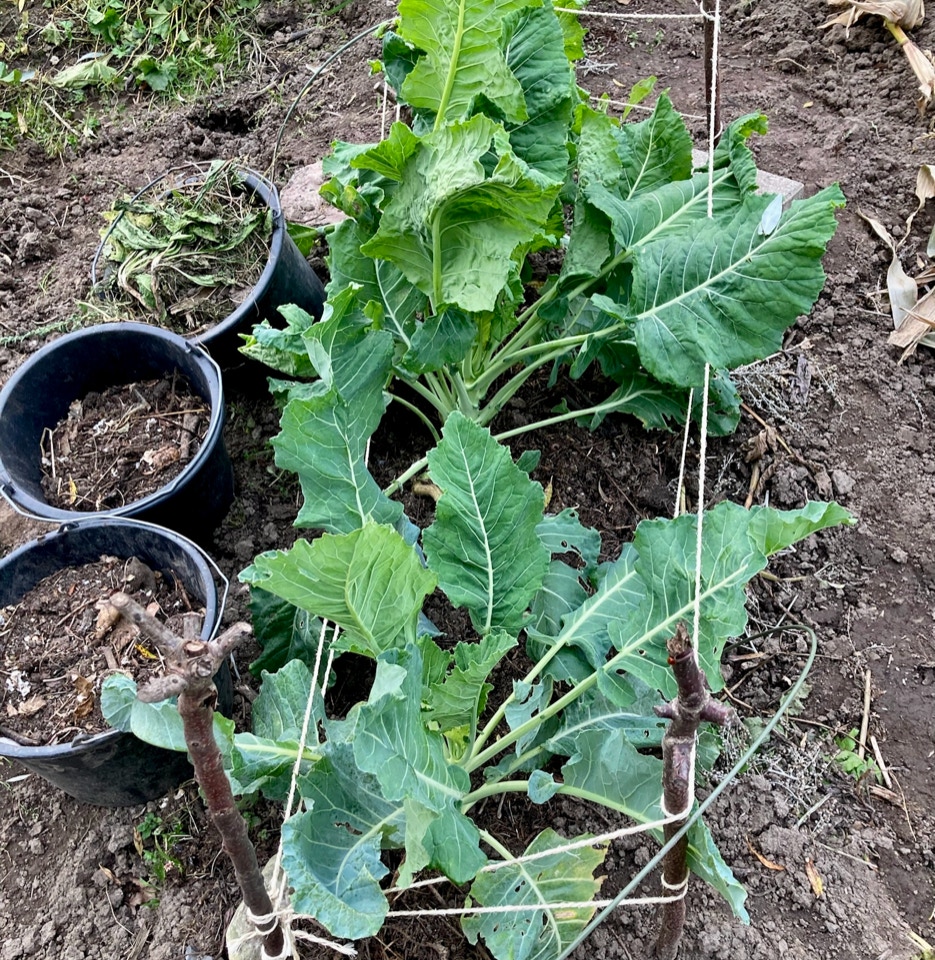 Nine star cauliflower blomkaal
