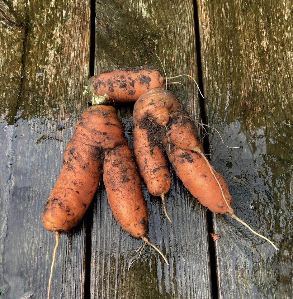 Funny carrots - Морква кумедних форм