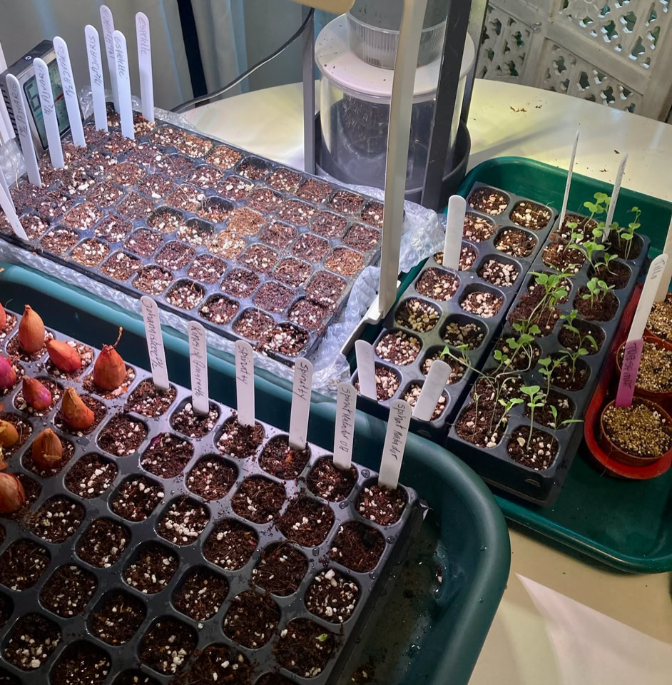 Propagating veg - Вирощування насіння