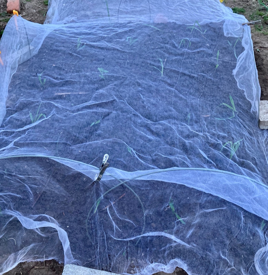 Nysatte majsplanter non sweet corn