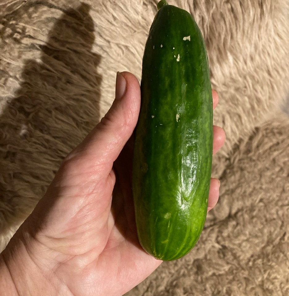 agurk cucumber