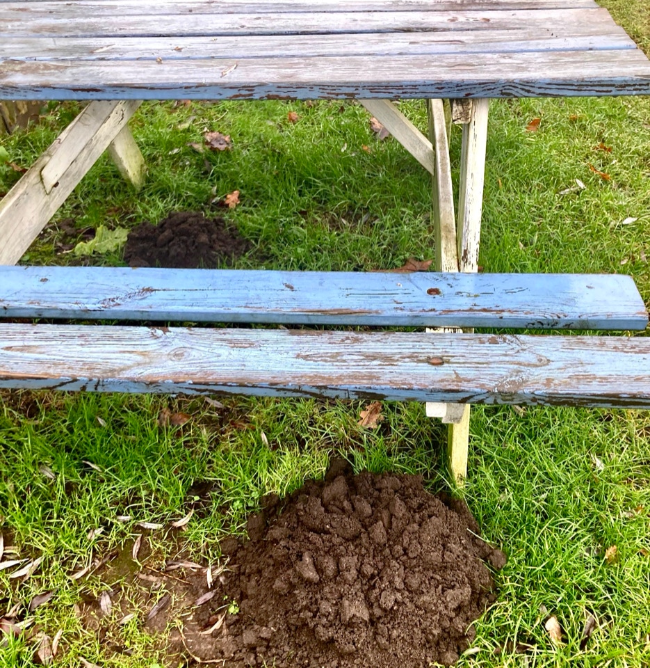 muldvarpeskud mole hill