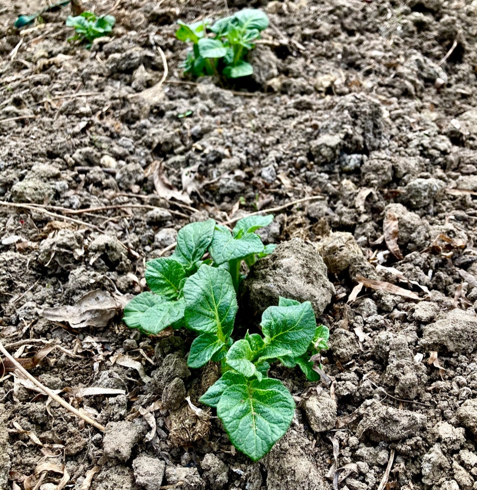 new potato plant nye kartofler solist April 2024