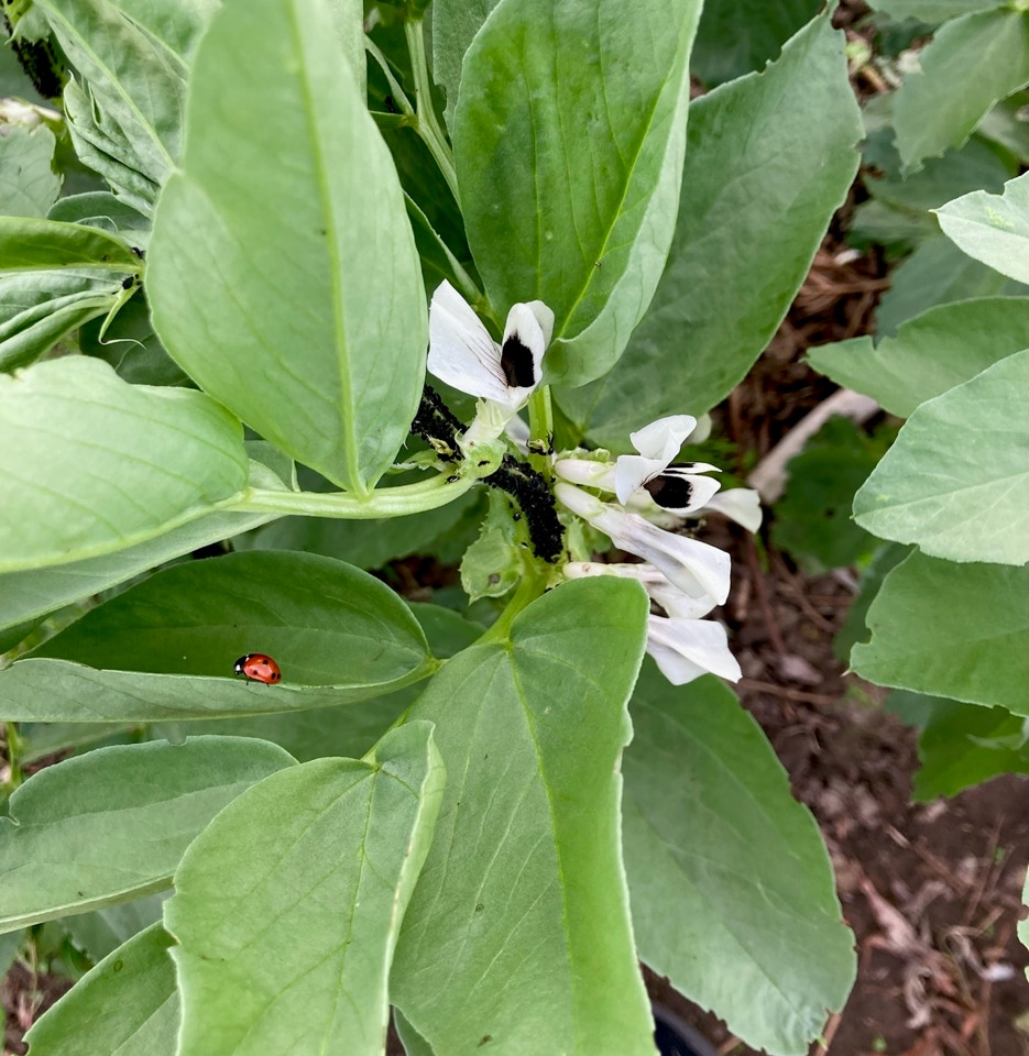 Hesteboenne mariehoene broadbean blackfly