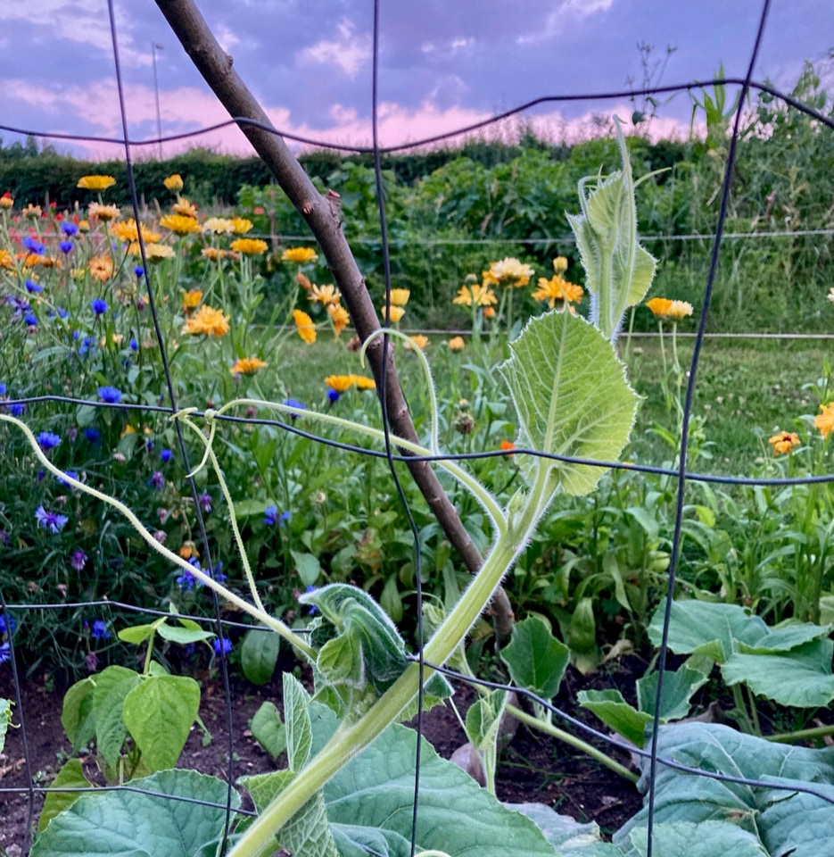 Zucchini blomster flowers