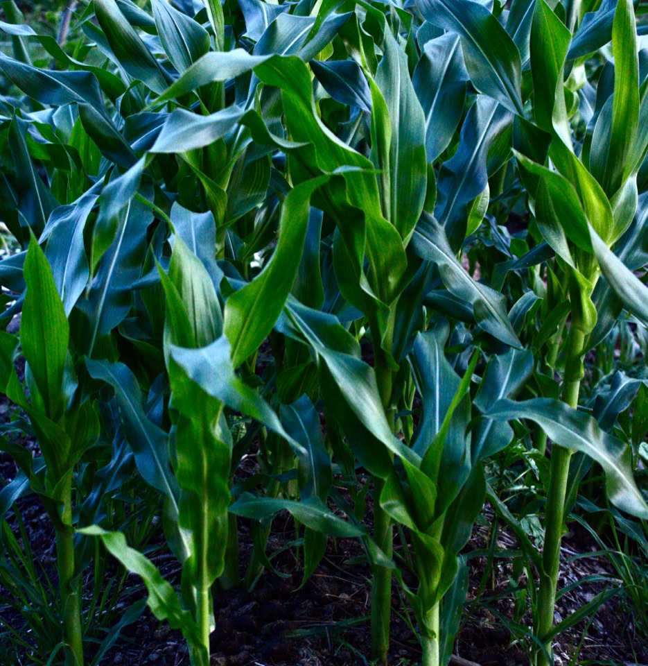 Maiz corn