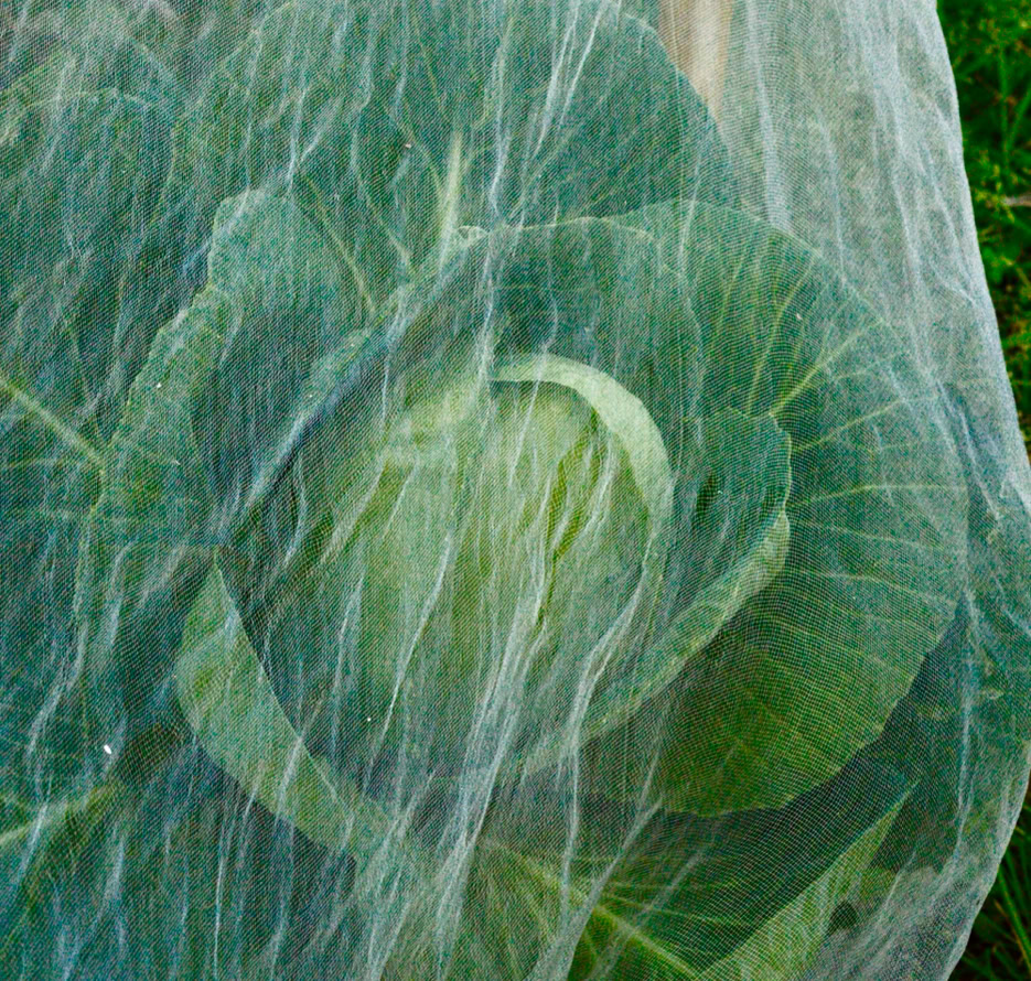 Spidskaal Pointed cabbage