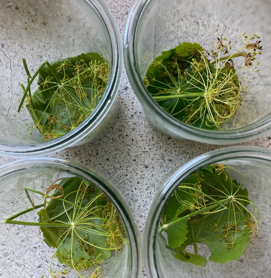 sylte krydderier fermenting spices