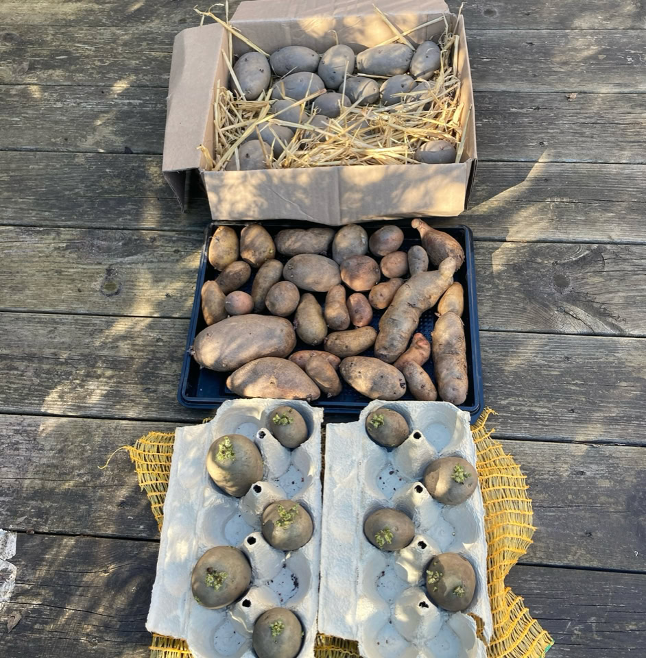 Organic Seed potatoes - Органічна насіннєва картопля