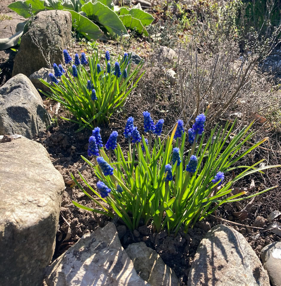 pearl hyacinth - Перлинний гіацинт