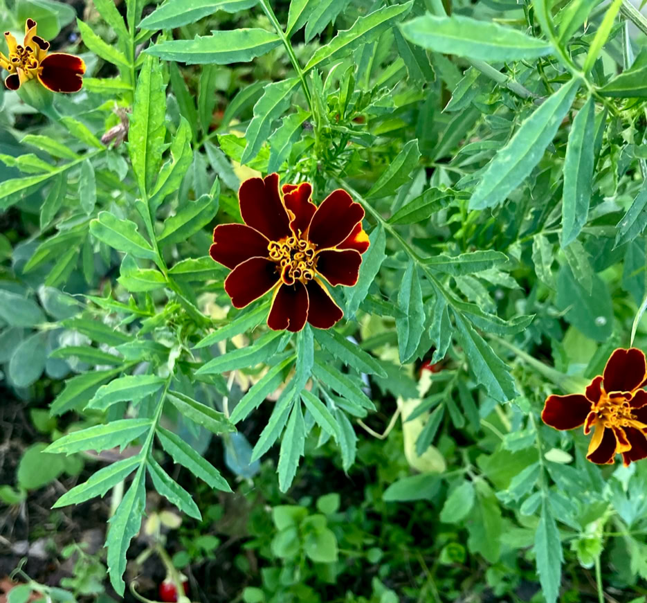 Tagetes - Тагетес