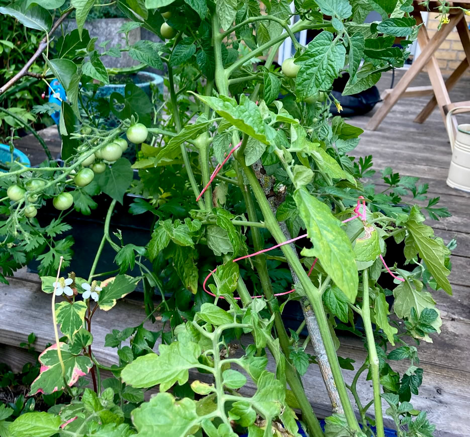 Cherry tomato plant - Рослина помідорів чері
